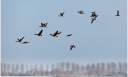 ganzen in vlucht