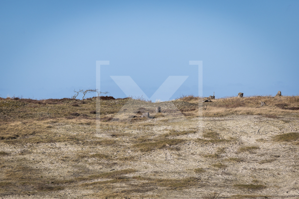kaalslag waar recentelijk nog duizenden bomen stonden